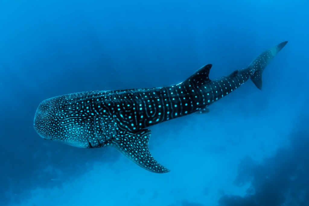 Whale Shark - Maldives Liveaboard