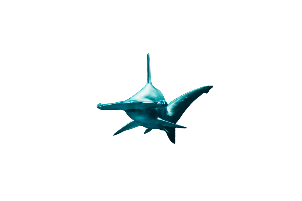 Hammerhead Shark